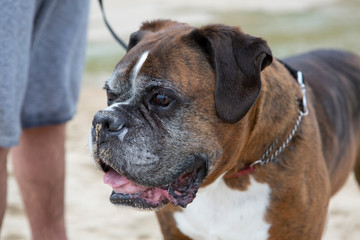 Fototapeta premium Close up of a boxer dog