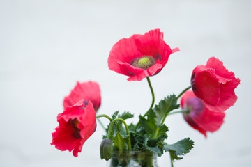 Obraz premium Pink opium poppy on a white background. Poppies and poppy heads in a vase on a white background, the concept of addiction, sadness, death, heroin, opium, straws, poppy seeds
