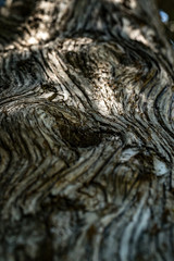 Old Wood bark macro backgrounds.