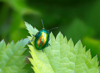 Mint Beetle. Small beetle, head, elytra shiny, shimmer in different colors. Top green body color is...