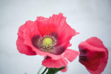 Pink opium poppy on a white background. Poppies and poppy heads in a vase on a white background, the concept of addiction, sadness, death, heroin, opium, straws, poppy seeds