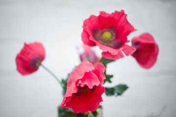 Pink opium poppy on a white background. Poppies and poppy heads in a vase on a white background, the concept of addiction, sadness, death, heroin, opium, straws, poppy seeds