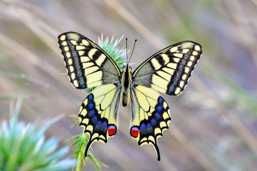 lCloseup   beautiful butterfly sitting on flower.