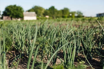  Field sown with onion and garlic. Onion greens