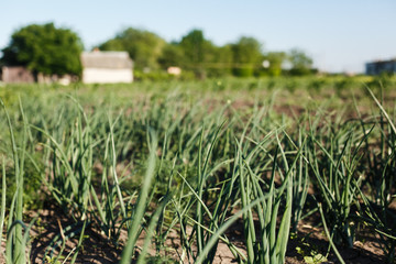  Field sown with onion and garlic. Onion greens