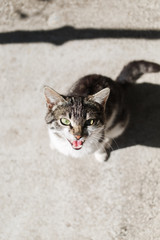  Homeless spotted cat meows on the street and asks for food