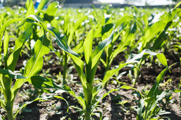  Corn plants, large green leaves