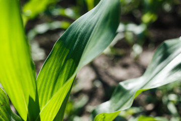  Corn plants, large green leaves