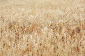 Field of mature wheat background.