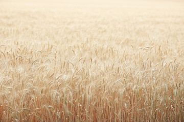Field of mature wheat background.