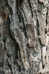 Old Wood bark macro backgrounds.
