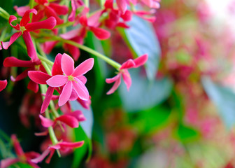 Lively pink flowers (Combretum indicum) on blurred green background, Chinese honeysuckle.