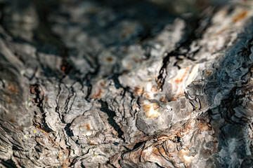 Old Wood bark macro backgrounds.