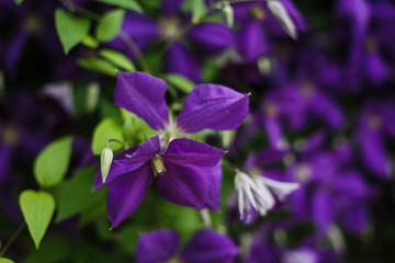 Clematis, Climbing Plant, Liana. Large blue-purple flowers. Beautiful screensaver with blue flowers.