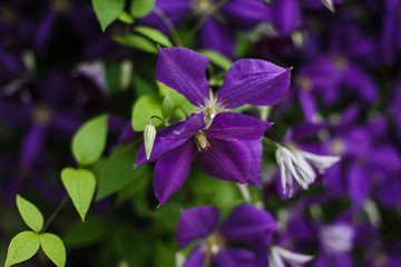 Fototapeta premium Clematis, Climbing Plant, Liana. Large blue-purple flowers. Beautiful screensaver with blue flowers.