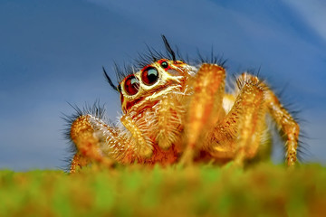 Close up  beautiful jumping spider  - Stock Image 