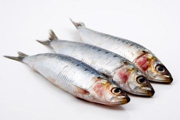 Fresh sardines