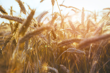ripe golden wheat, sunny day, harvest time