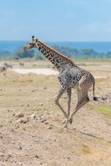 Obraz na płótnie Canvas Wild giraffe running in the savannah in Tanzania, beautiful panorama