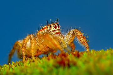 Close up  beautiful jumping spider  - Stock Image 