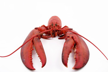 cooked lobster