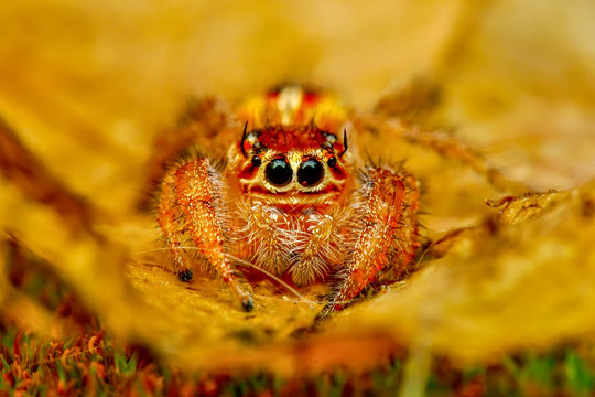 Close up  beautiful jumping spider  - Stock Image 
