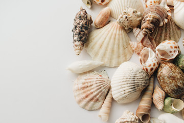 Pile of beautiful sea shells on white background