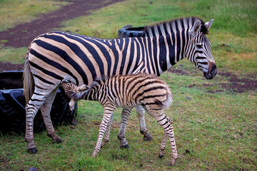 Fototapeta na wymiar Little baby zebra, drinking milk from mother zebra in the wild in park