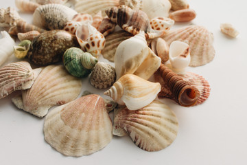 Pile of beautiful sea shells on white background