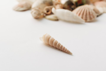 Fototapeta na wymiar Pile of beautiful sea shells on white background