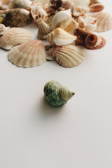 Pile of beautiful sea shells on white background