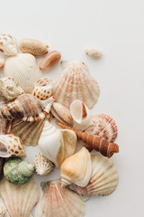 Pile of beautiful sea shells on white background