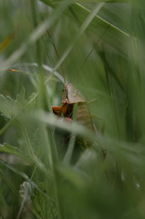 hidden grasshopper trying to fight its way through the grass