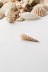 Pile of beautiful sea shells on white background