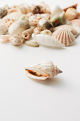 Pile of beautiful sea shells on white background