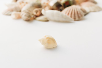 Pile of beautiful sea shells on white background