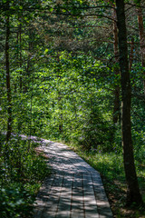 Obraz premium wooden plank footh path boardwalk in green foliage sourroundings