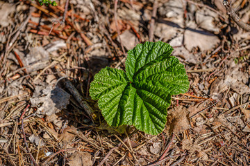 green leaves on blur background. vegetation foliage abstract