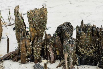 Hermit crabs sitting on driftwood and tree trunks at the beach with barnacles during low tide at a Flrorida beach