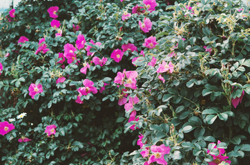 Beautiful blooming wild rose bush (dog rose, Rosa canina). - Image