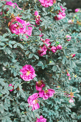 Beautiful blooming wild rose bush (dog rose, Rosa canina). - Image