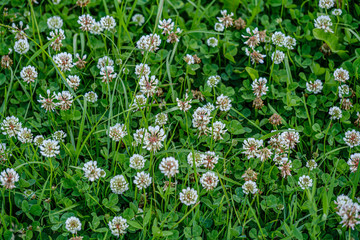 Fototapeta premium colorful summer small flowers on green blur background
