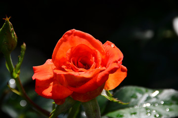 Close up of a red rose with water droplets