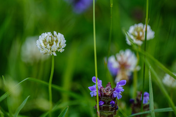 colorful summer small flowers on green blur background