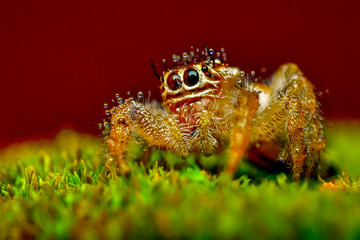 Close up  beautiful jumping spider  - Stock Image 