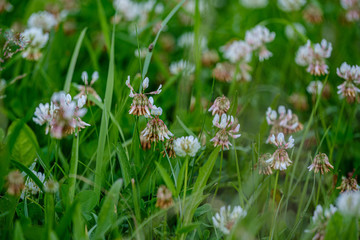 colorful summer small flowers on green blur background