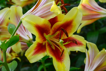 Macro photo nature blooming flower. Lilium bulbiferum. Background texture plant fire lily with  buds. Image plant blooming tropical flower tiger lily
