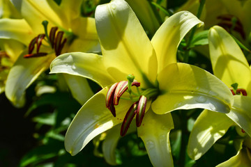 Macro photo nature blooming flower. Lilium bulbiferum. Background texture plant fire lily with  buds. Image plant blooming tropical flower tiger lily