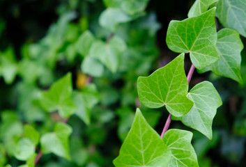 Fototapeta na wymiar Ivy leaves on soft blurred ivy background.