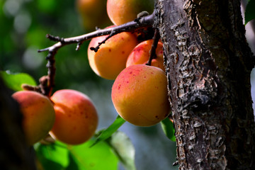 A bunch of ripe apricots branch